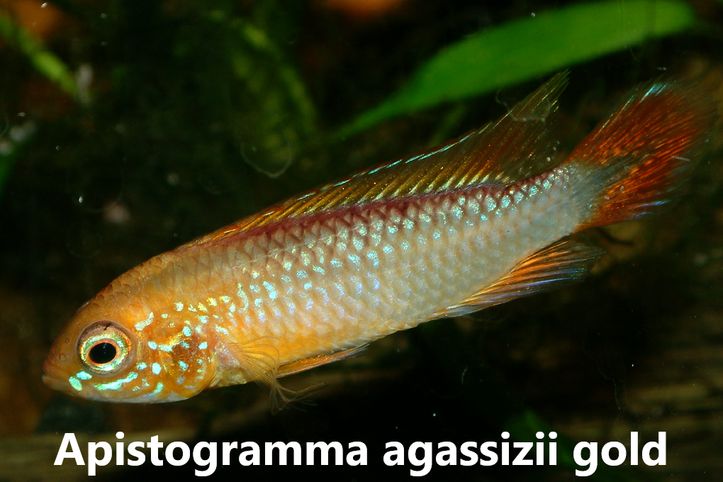 Apistogramma