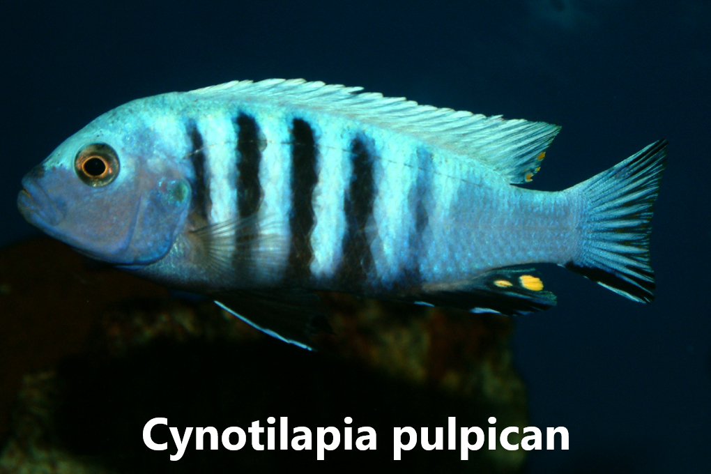 malawi mbuna