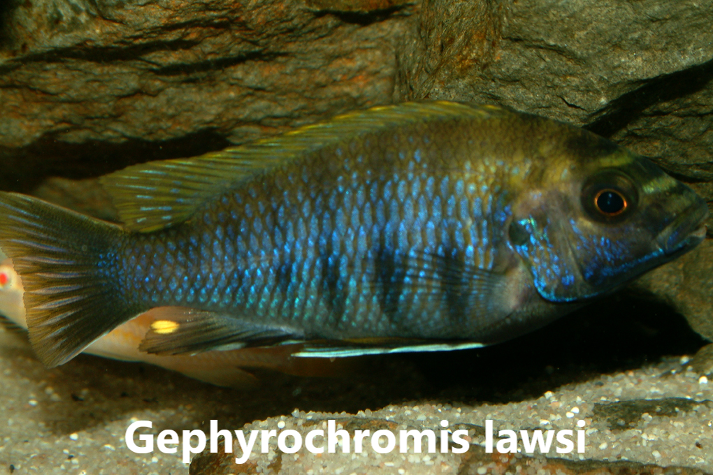 malawi mbuna