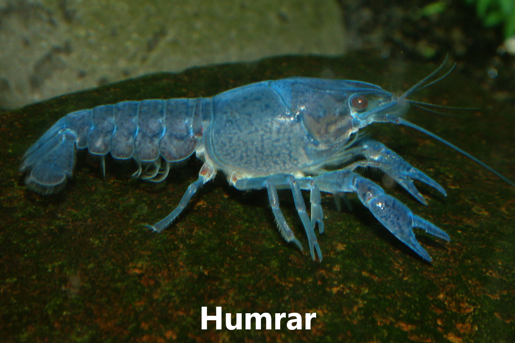 KRABBADÝR