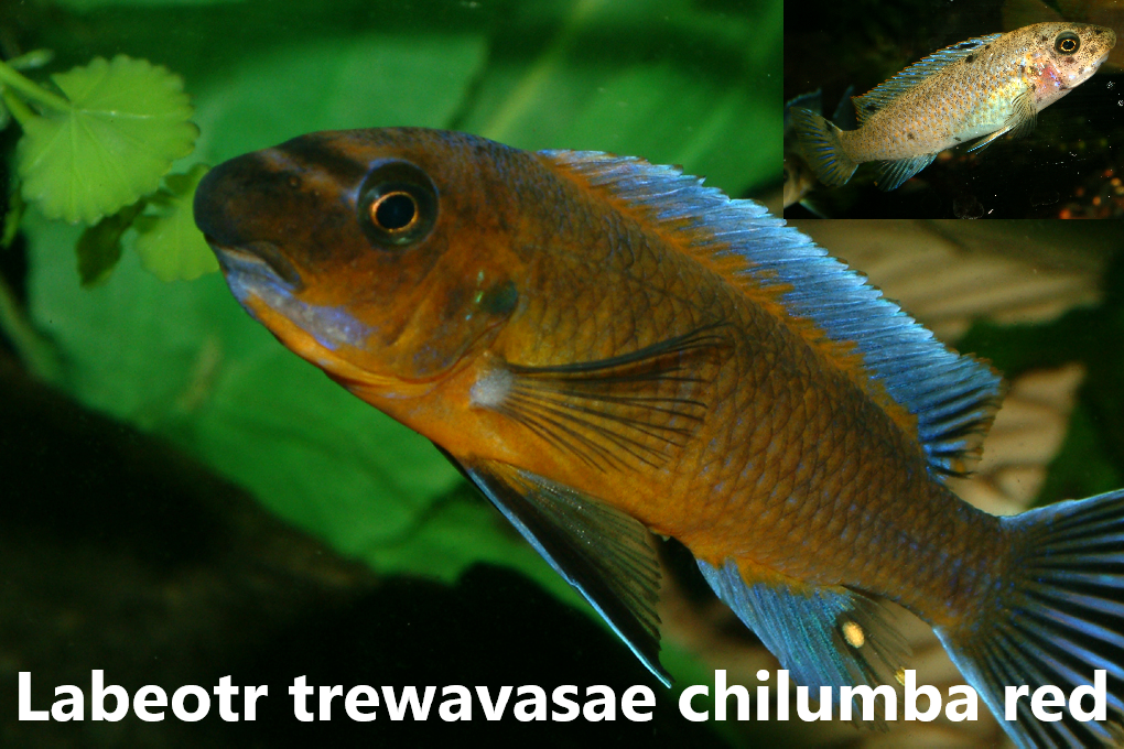 malawi mbuna