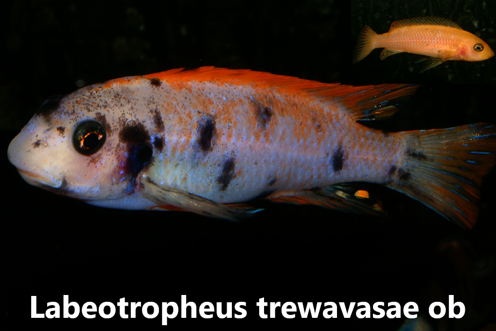 malawi mbuna