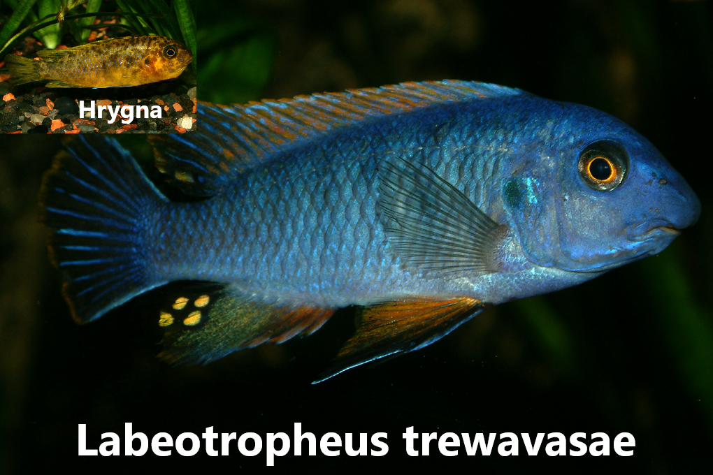 malawi mbuna