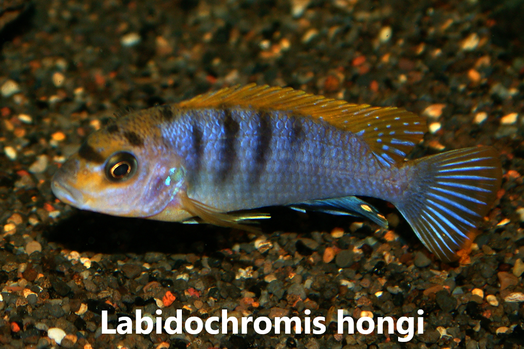 malawi mbuna