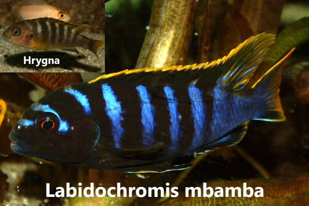 malawi mbuna