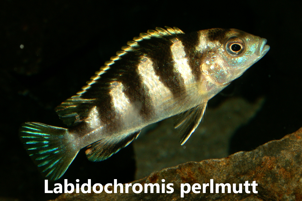 malawi mbuna
