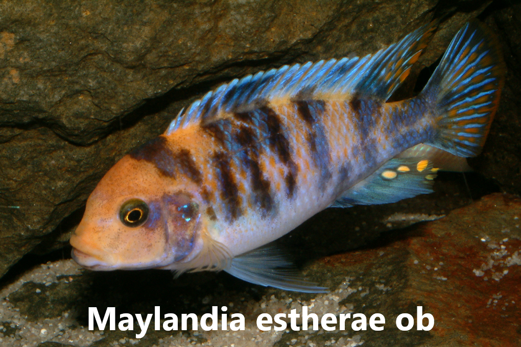 malawi mbuna
