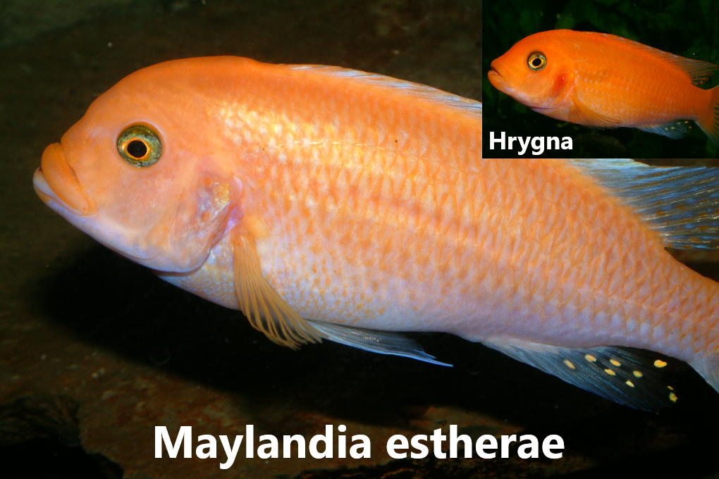 malawi mbuna