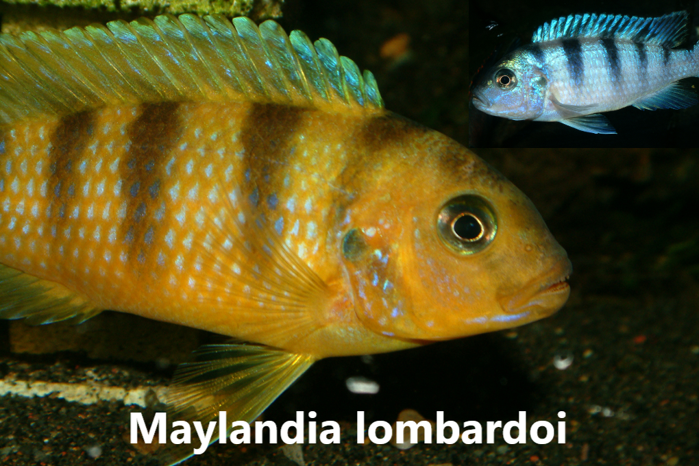 malawi mbuna