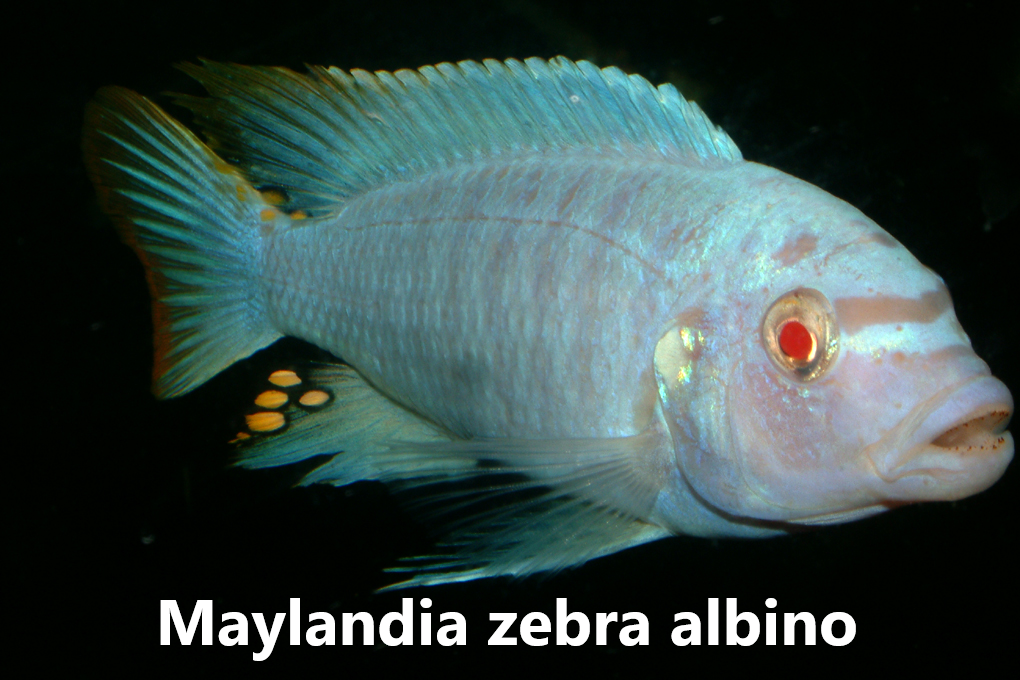 malawi mbuna