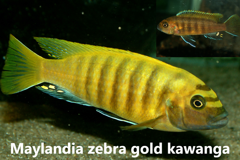 malawi mbuna