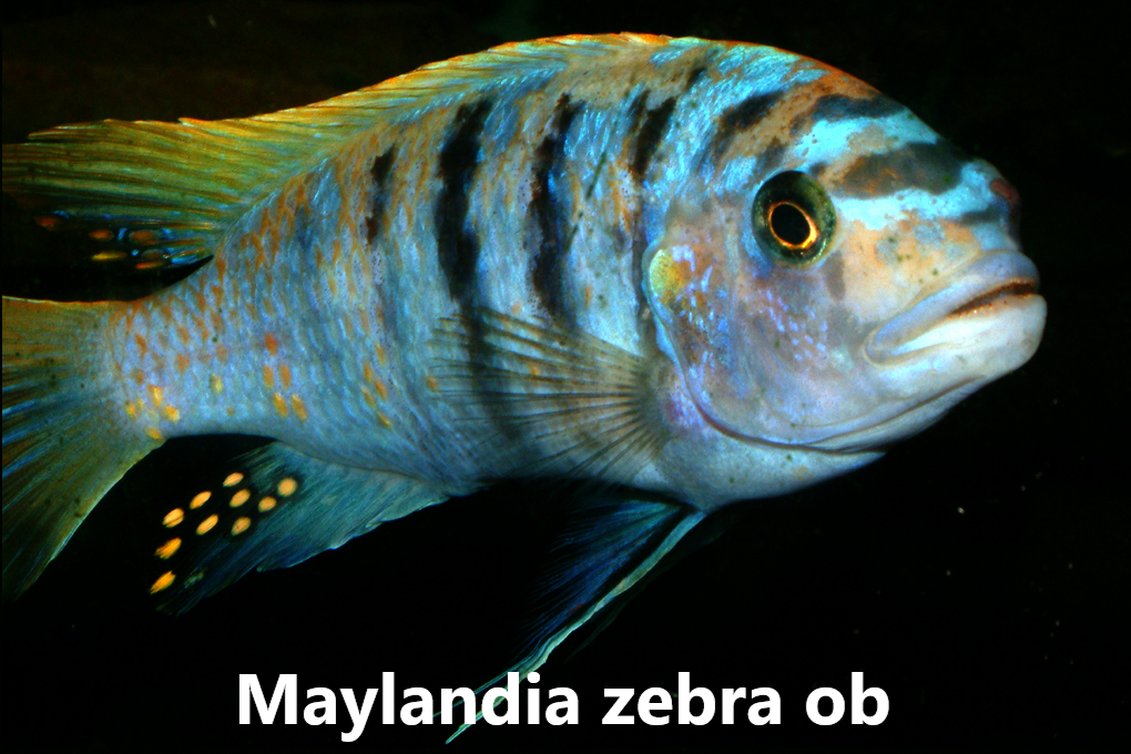 malawi mbuna