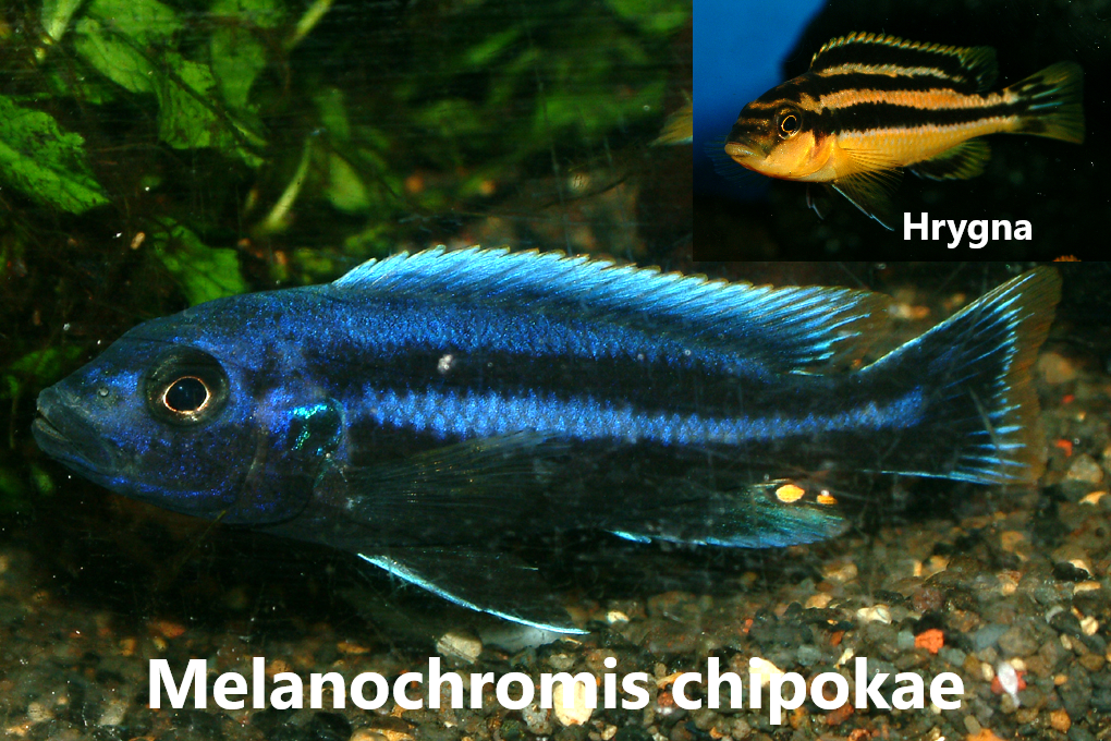malawi mbuna