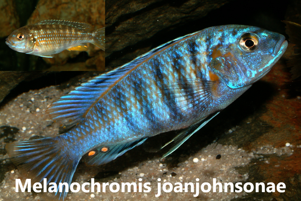 malawi mbuna