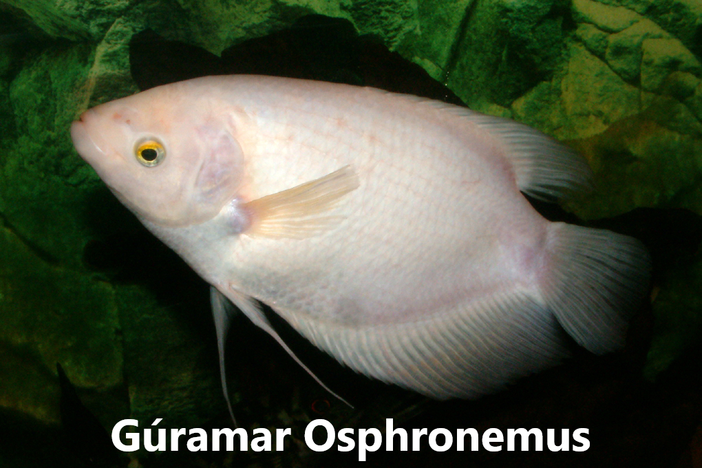 Gúramar_Bettur