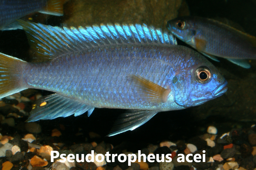malawi mbuna