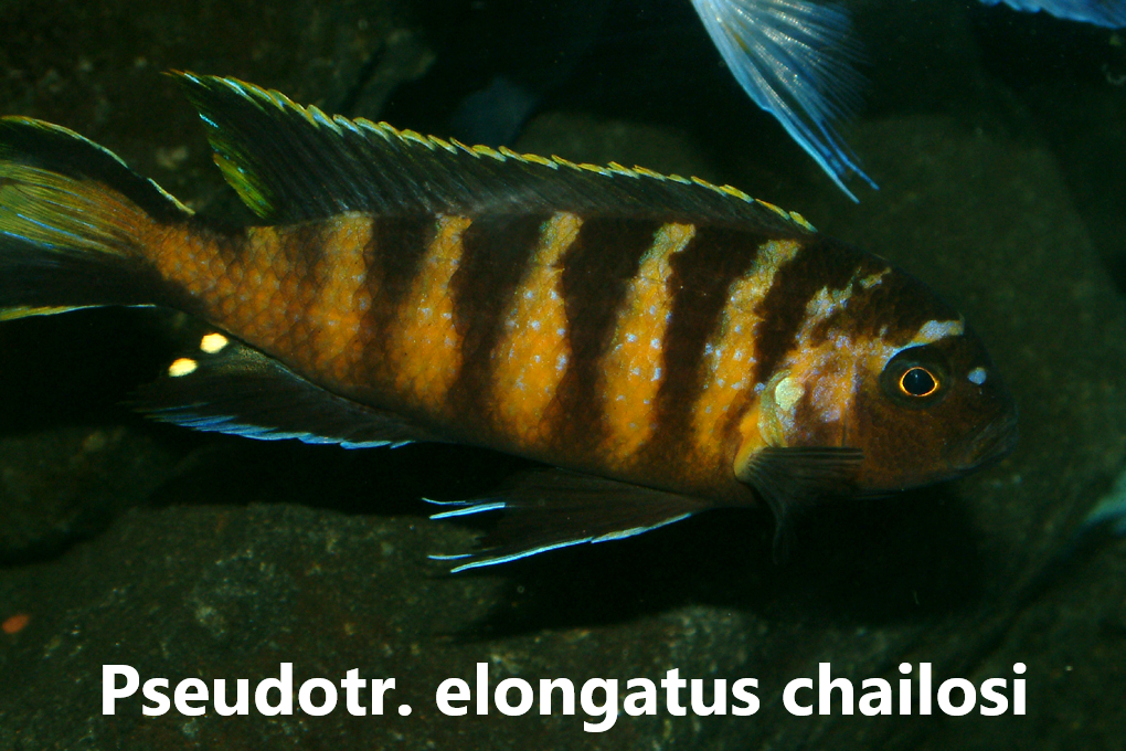 malawi mbuna