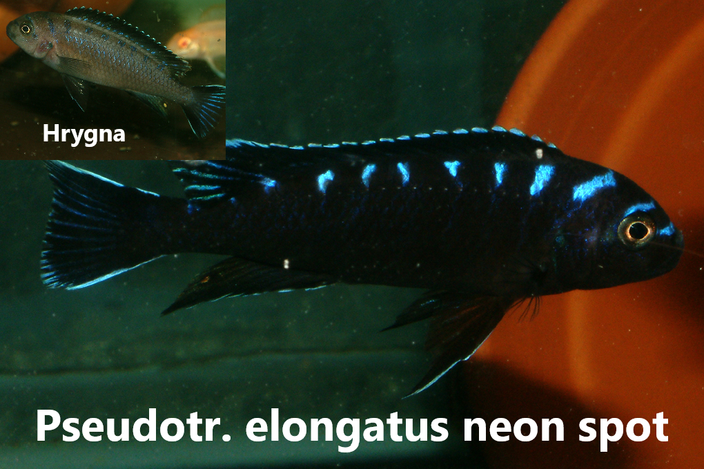 malawi mbuna