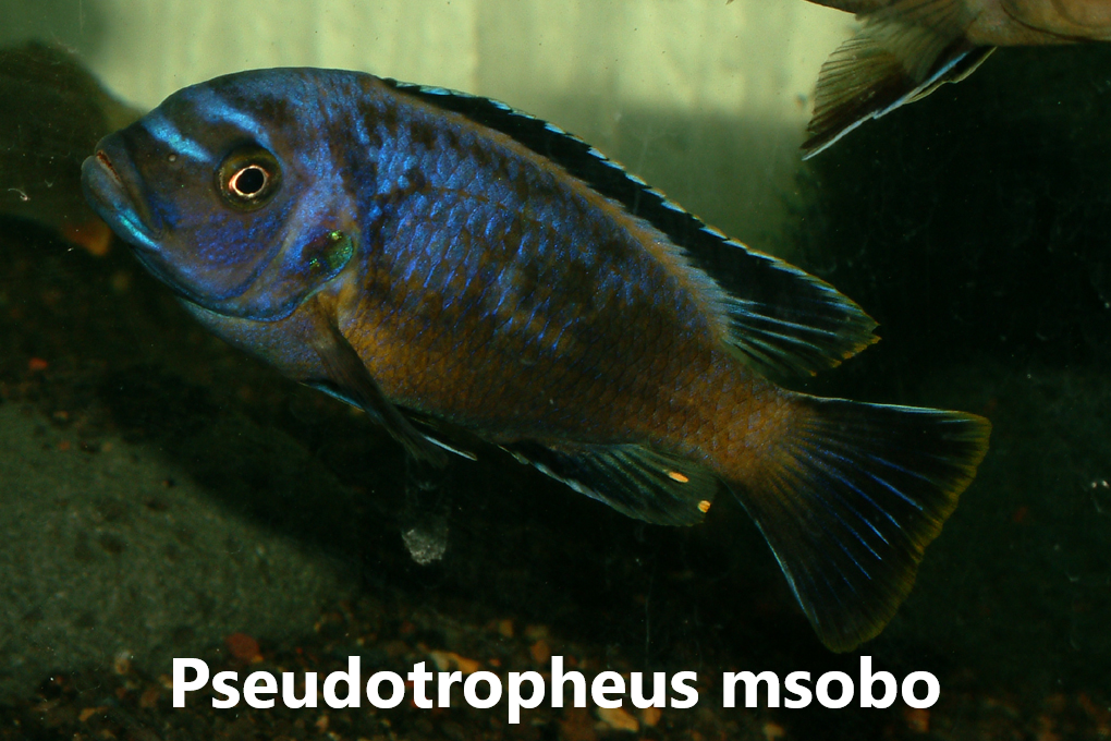 malawi mbuna