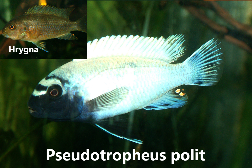 malawi mbuna