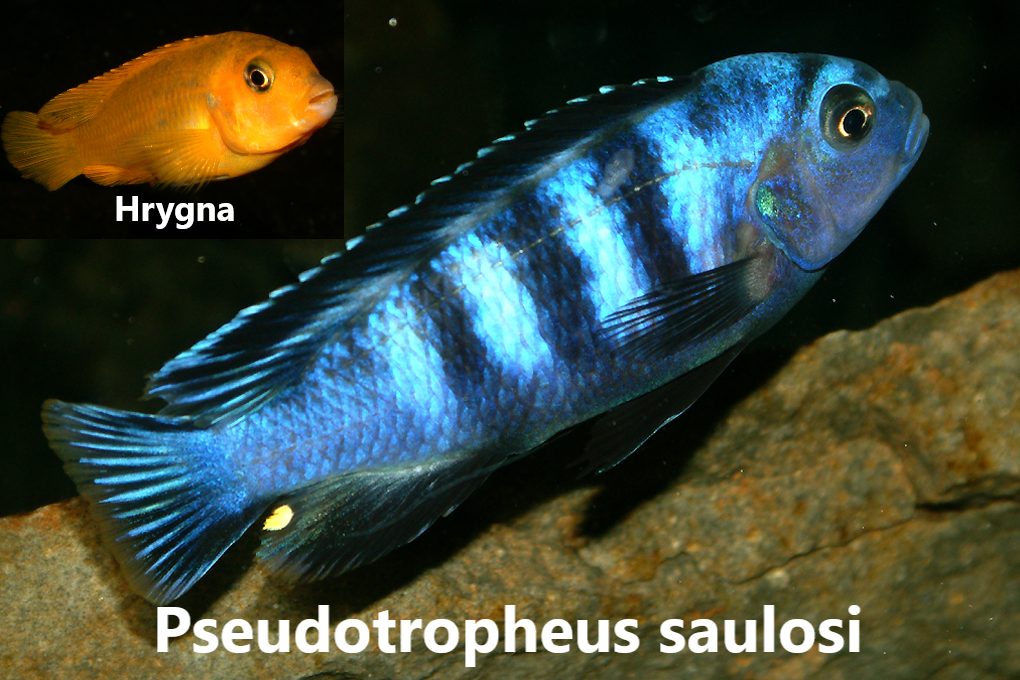 malawi mbuna