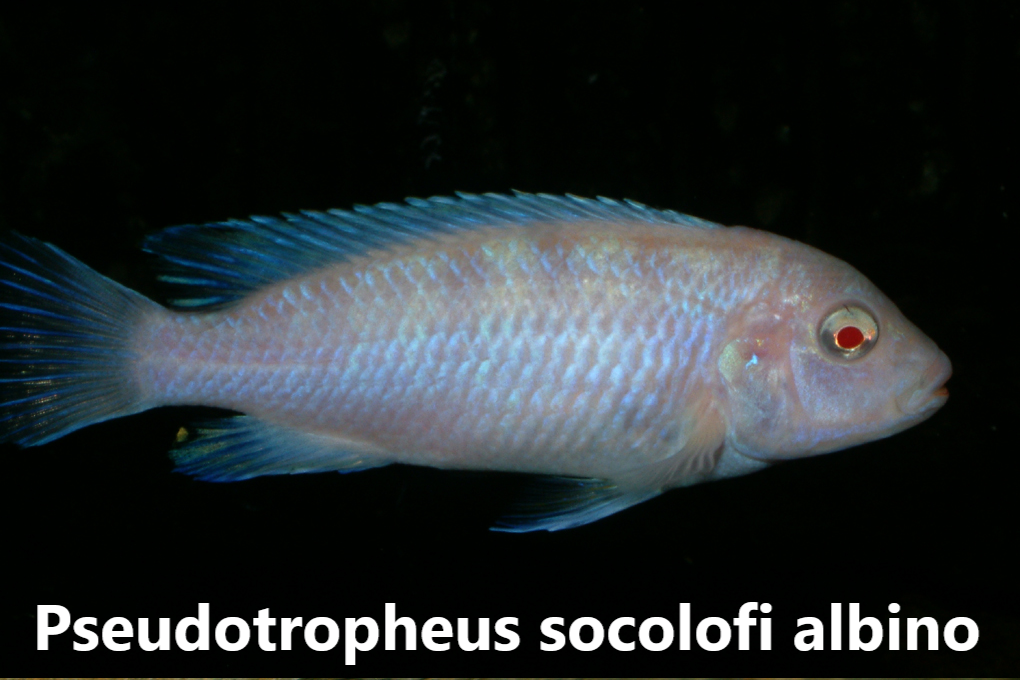 malawi mbuna