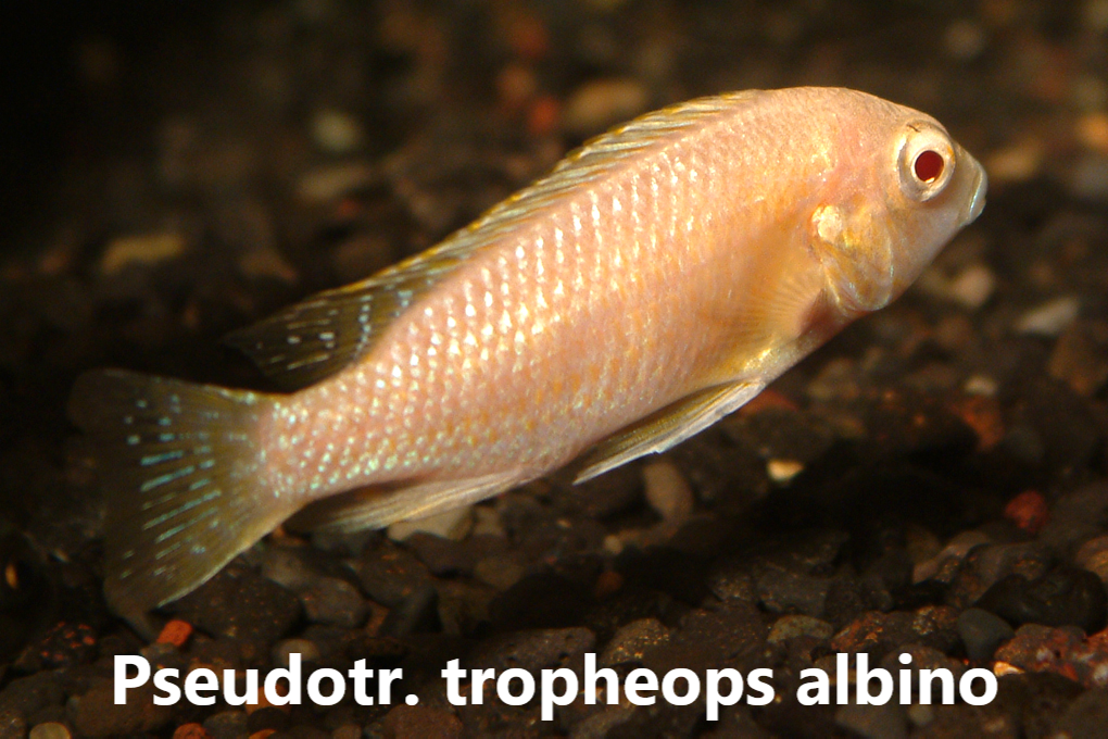 malawi mbuna