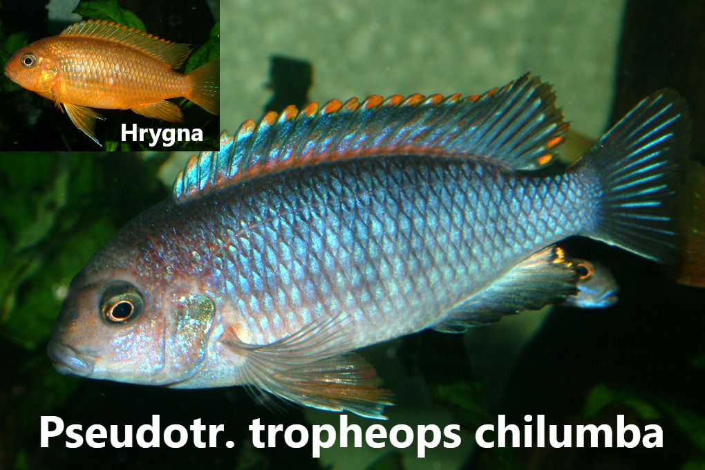 malawi mbuna