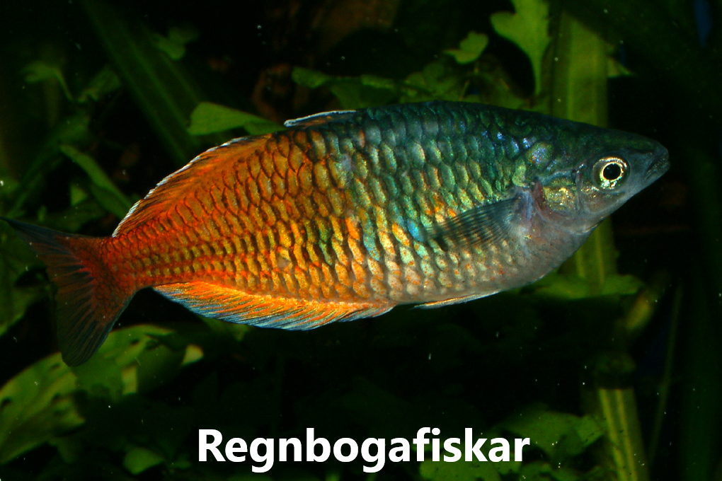FISKAR