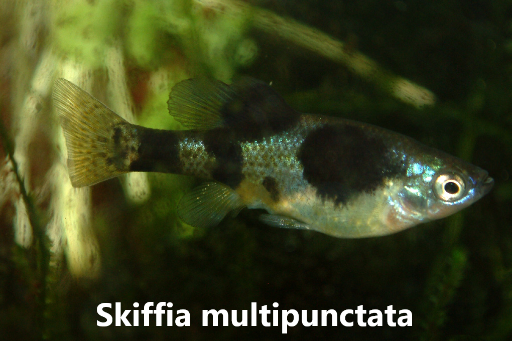 Gotfiskar
