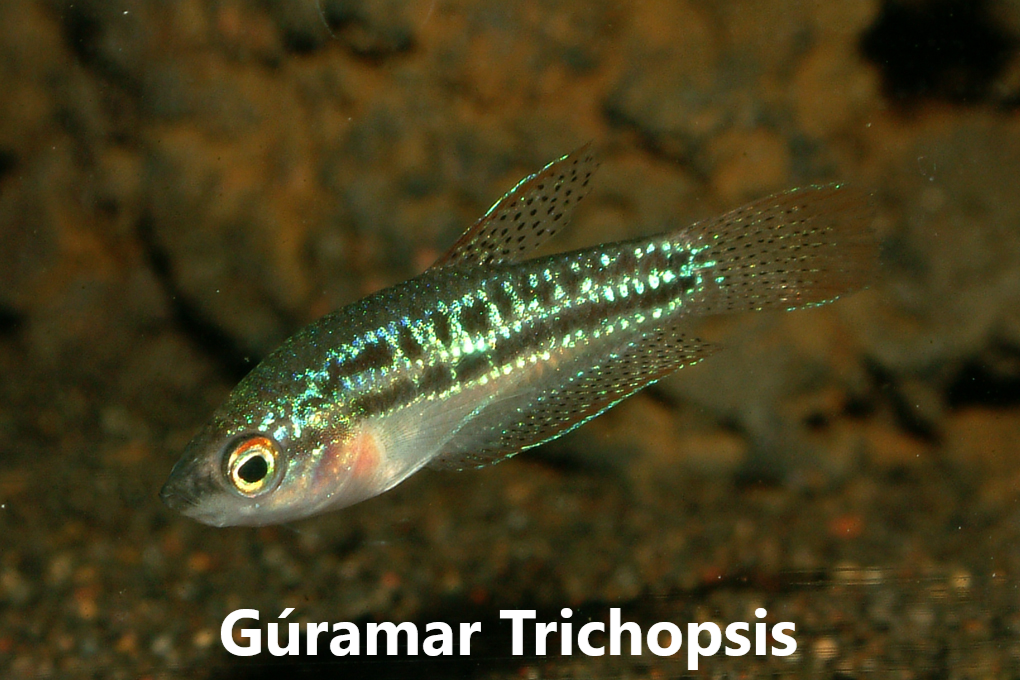 Gúramar_Bettur