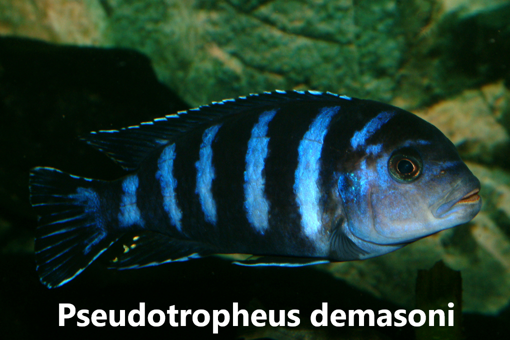 malawi mbuna