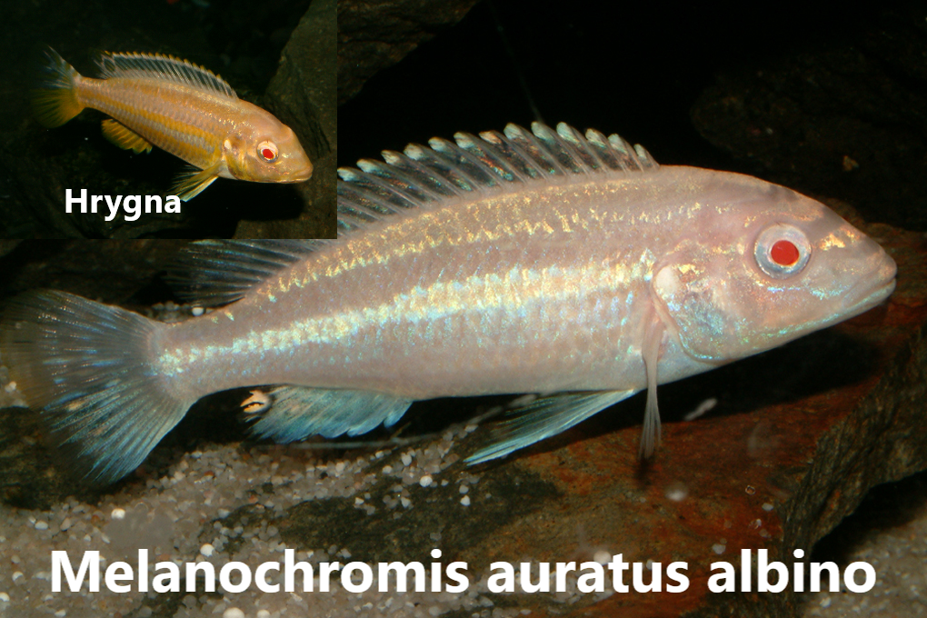 malawi mbuna