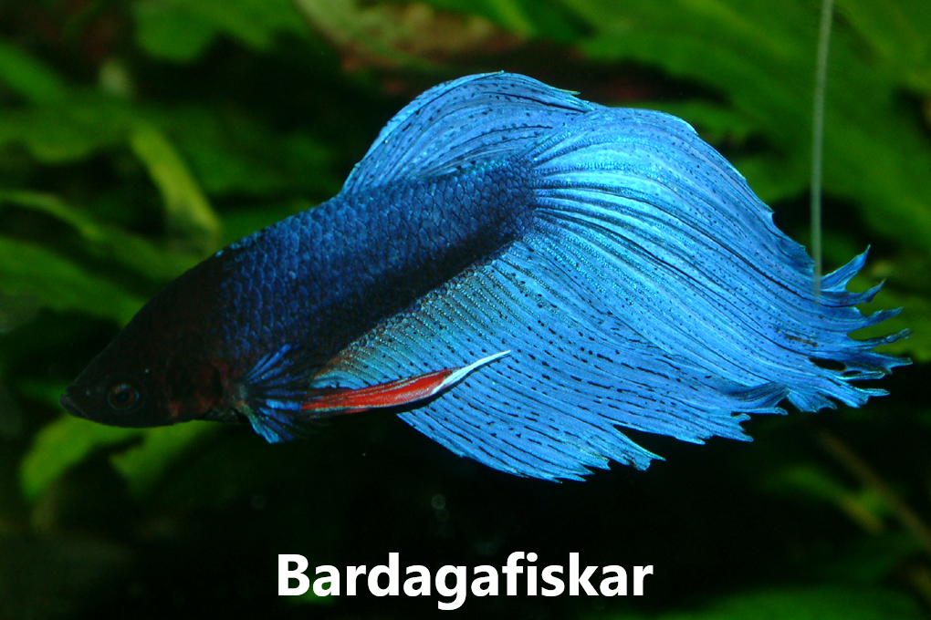 Gúramar_Bettur