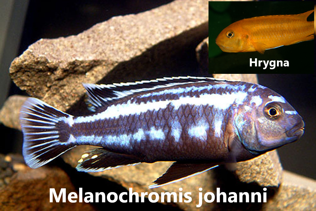 malawi mbuna