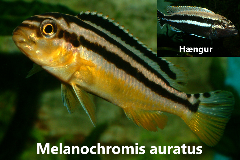 malawi mbuna