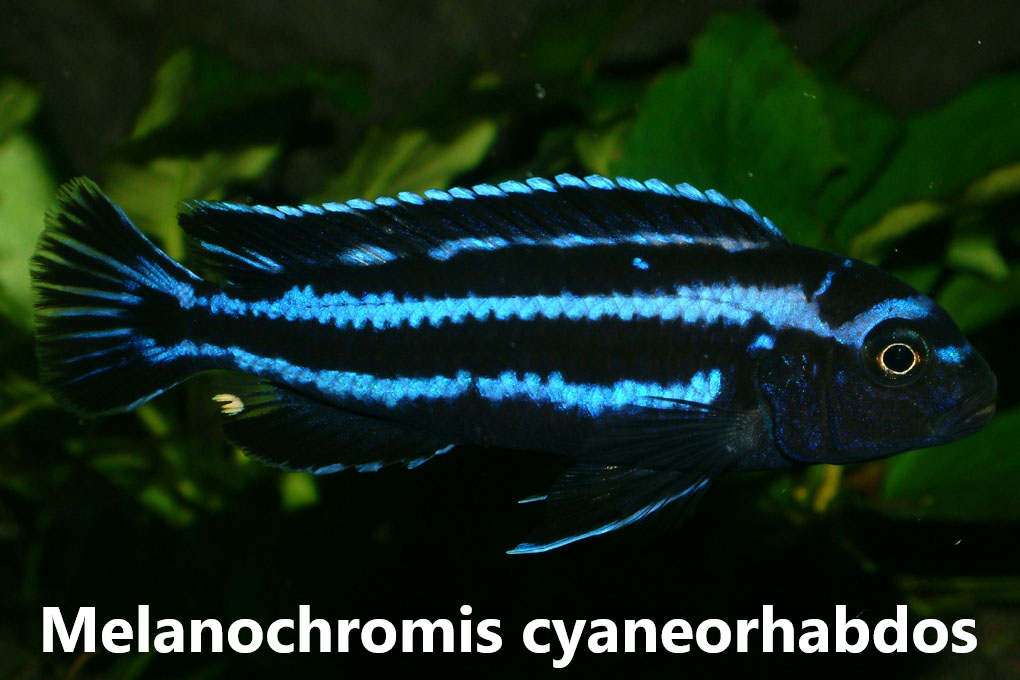 malawi mbuna