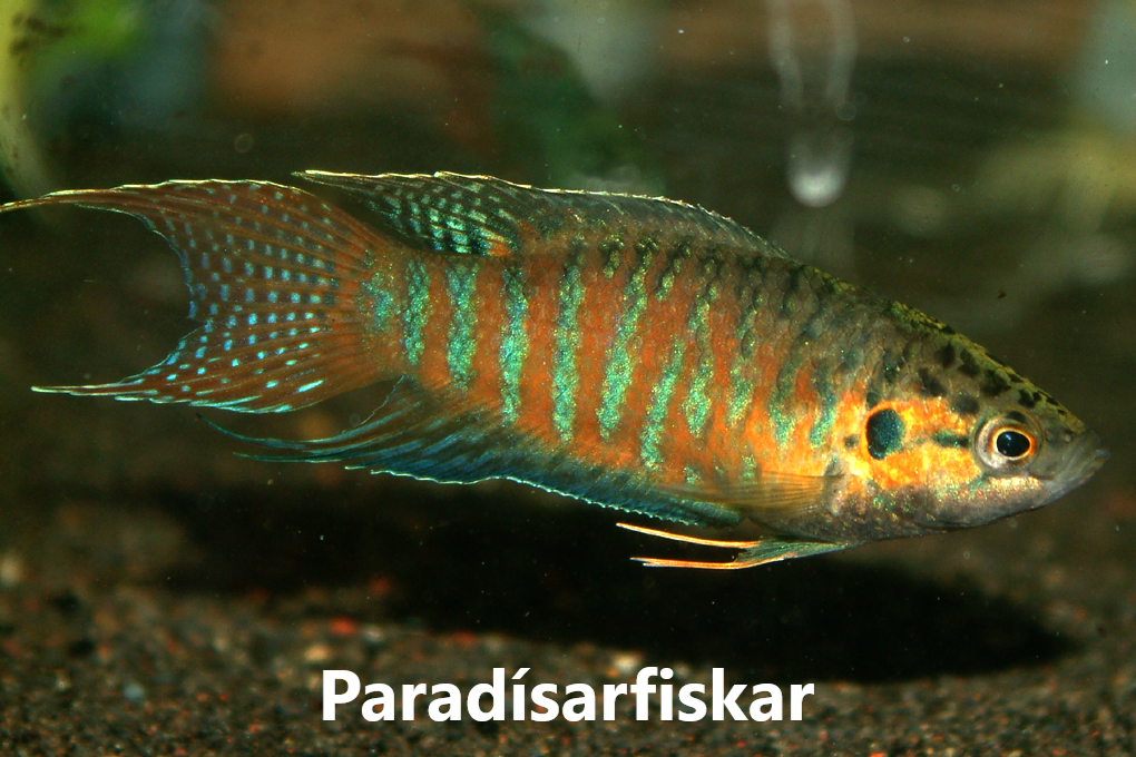 Gúramar_Bettur