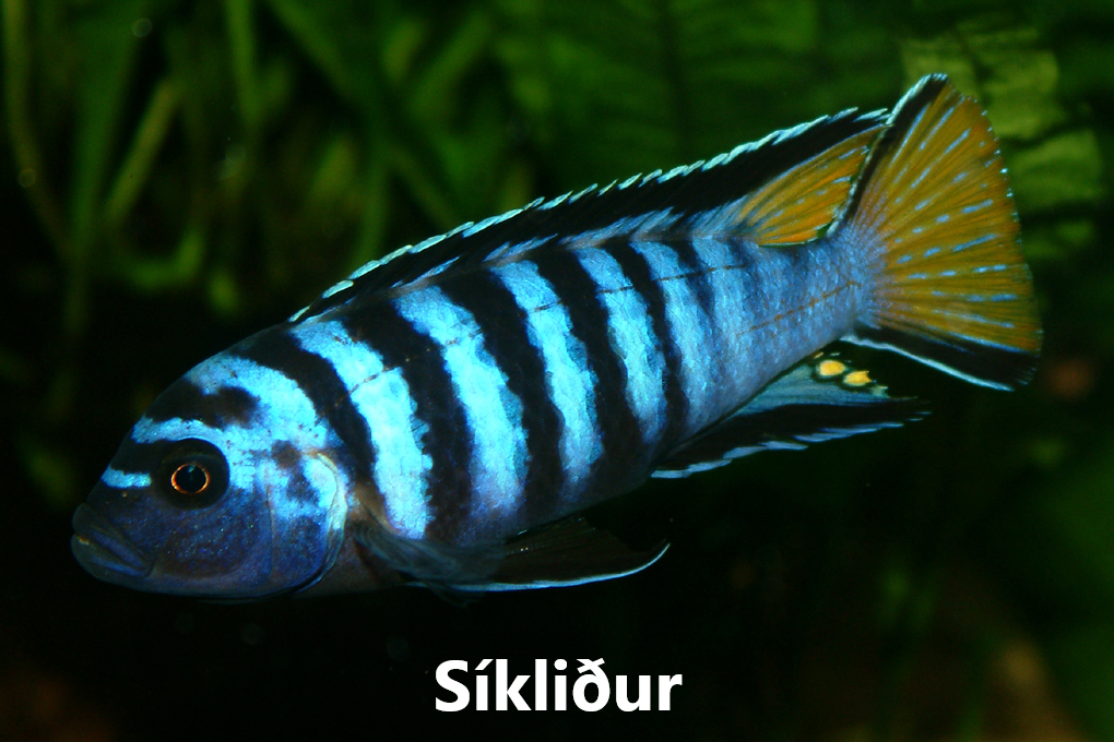 FISKAR