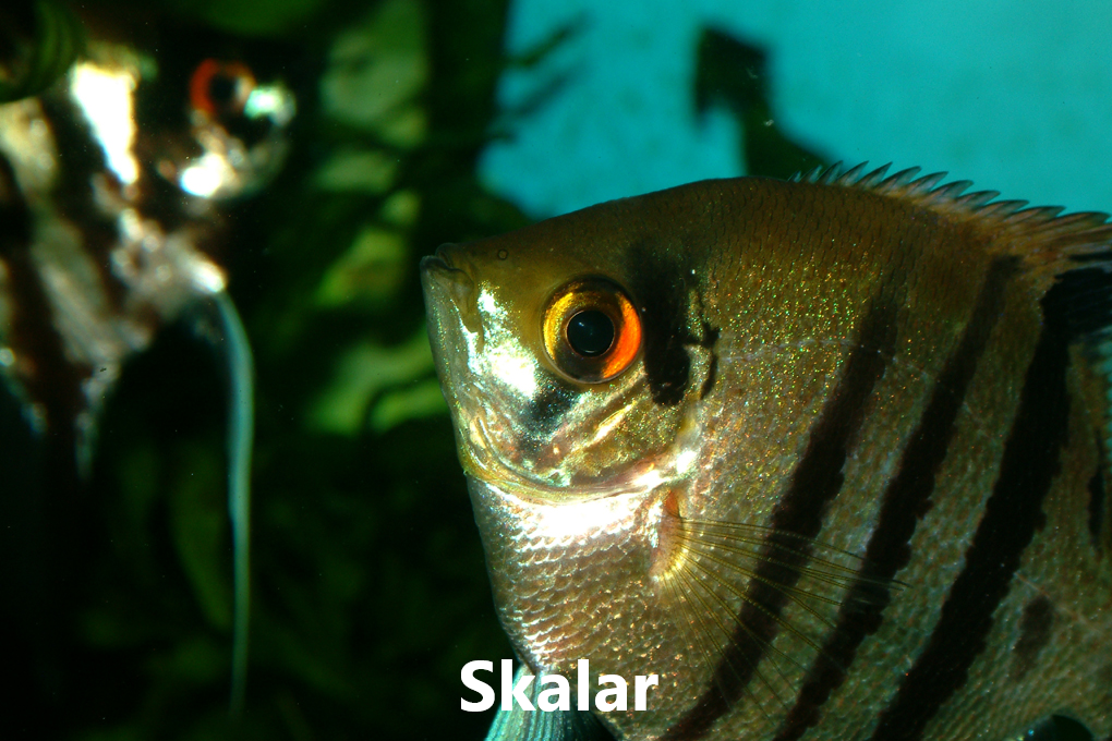 Síkliður flokkar