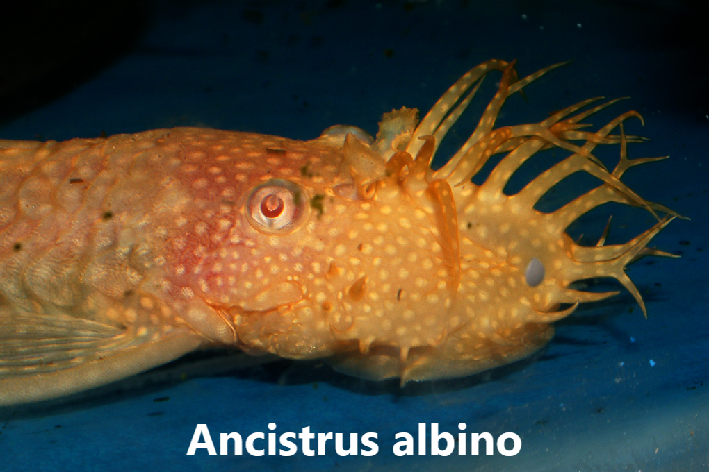 Ancistrus flokkar