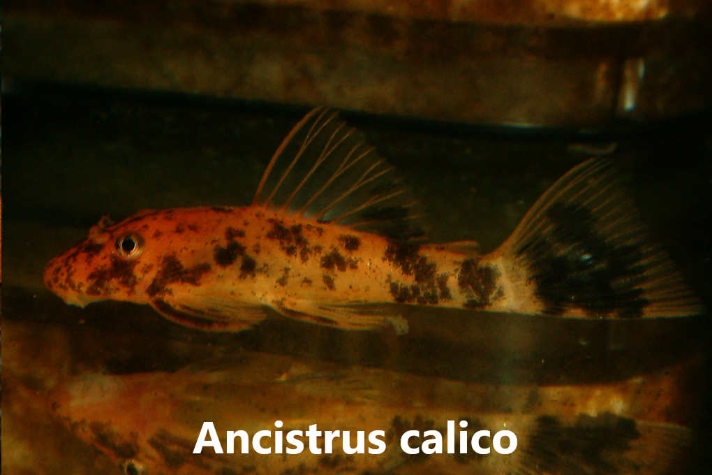 Ancistrus flokkar