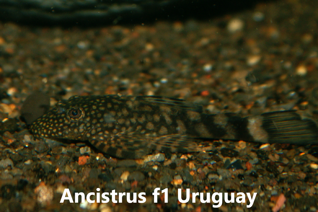 Ancistrus flokkar