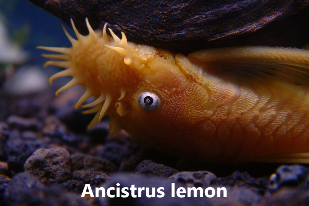 Ancistrus flokkar