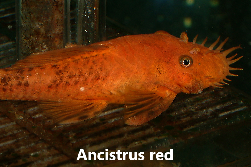 Ancistrus flokkar