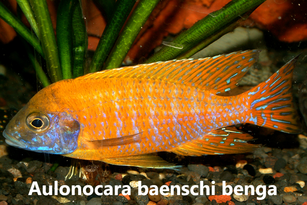malawi aulonocara