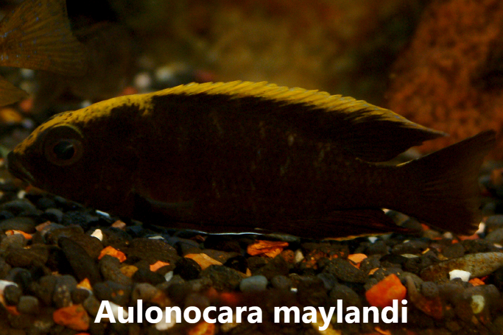 malawi aulonocara