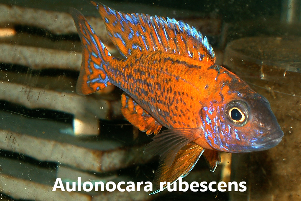 malawi aulonocara
