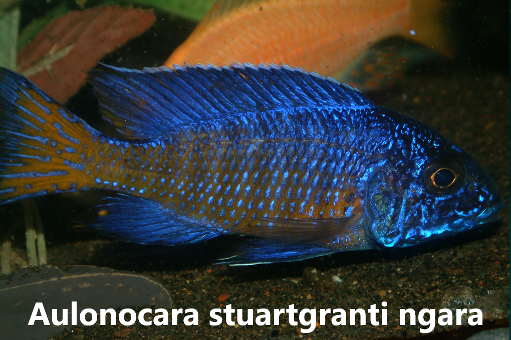 malawi aulonocara
