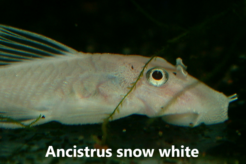 Ancistrus flokkar